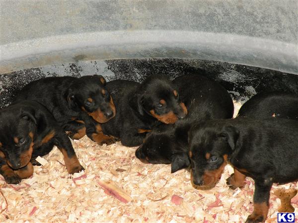 doberman pinscher puppy posted by KY Dobies